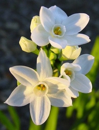 9 jonquilles pour égayer votre jardin