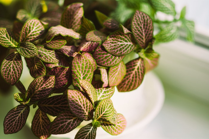 plantes d'intérieur à faible luminosité plante nerveuse feuilles roses et vertes