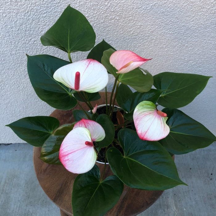 soins aux anthuriums