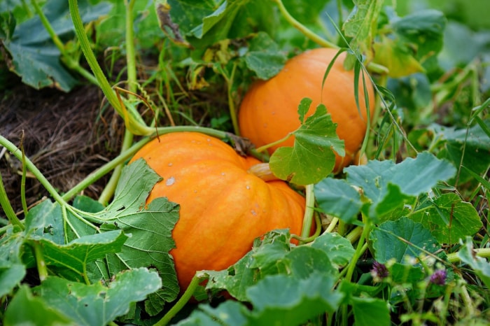 Citrouilles poussant dans un jardin familial en juin.