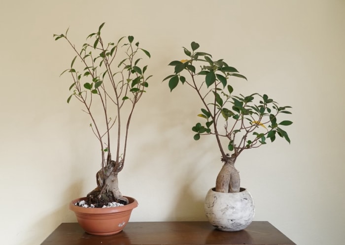 Deux plants de ginseng bonzai en pots