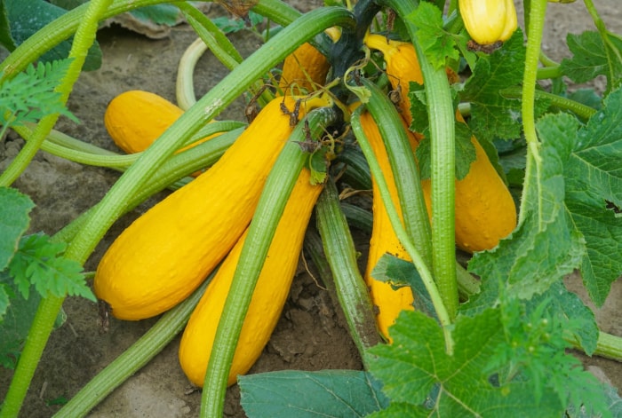 Courge d'été jaune dans une plate-bande.