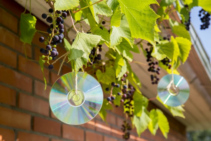 Des disques compacts sont attachés aux branches d'un plant de vigne devant une maison en briques.