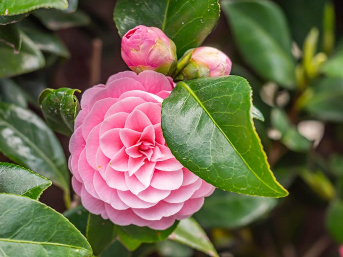 Gros plan de fleurs de Camellia Japonica rose pastel