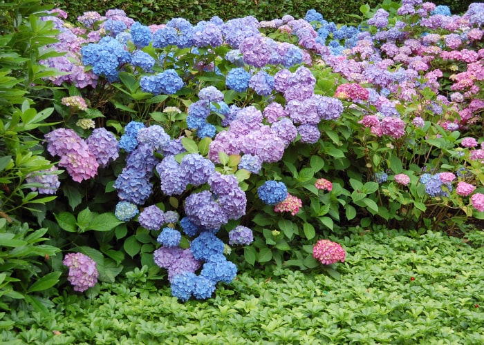 iStock-116337628 plantes d'extérieur résistantes à la sécheresse