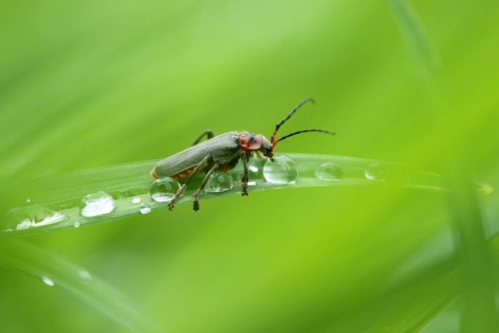 comment attirer les lucioles