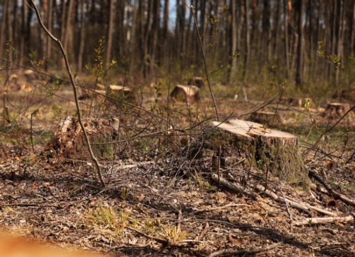 Comment protéger votre propriété des feux de forêt