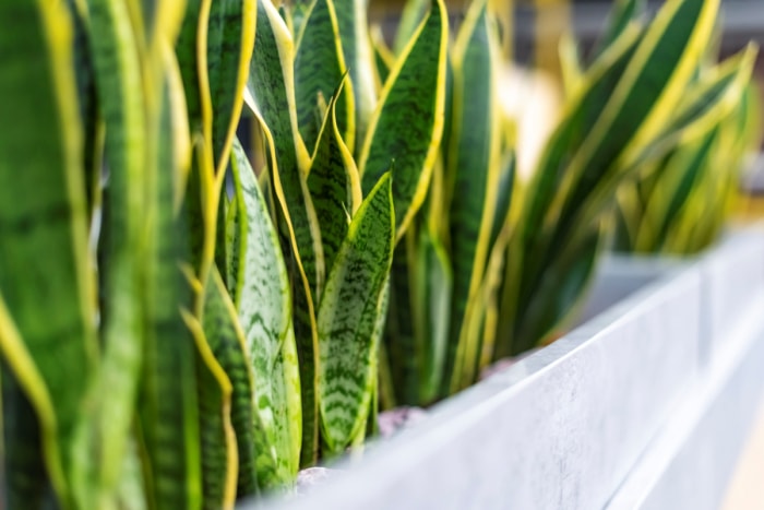 plantes répulsives contre les serpents plantes à serpents