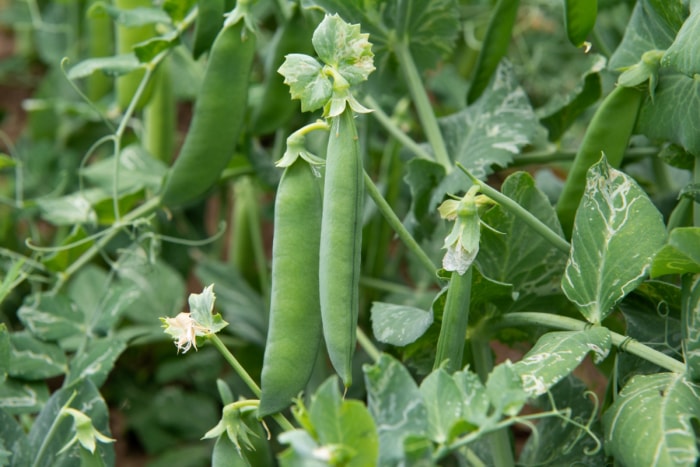 Pois sur vigne dans le jardin