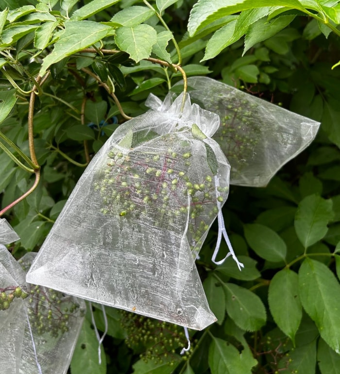 De petits sacs à cordon en organza recouvrent des baies de sureau en train de mûrir sur un buisson.