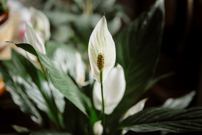 plantes d'intérieur à faible luminosité, lys de paix, fleur blanche avec des feuilles sombres