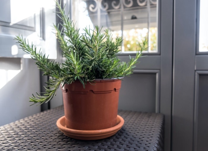 Les meilleures plantes en pot pour le plein soleil