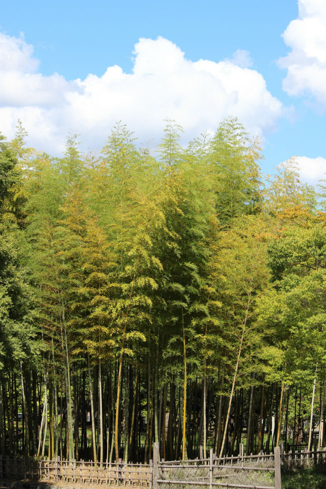 Arbres à feuillage persistant à croissance rapide - Bambou doré