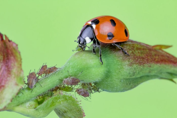 Coccinelle se régalant de pucerons sur une plante dans le cadre d'une lutte intégrée contre les ravageurs.