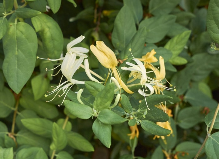 Ces plantes populaires pourraient en fait être mauvaises pour votre jardin