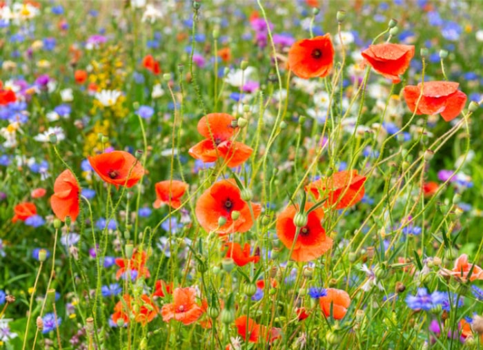 fleurs à l'ancienne