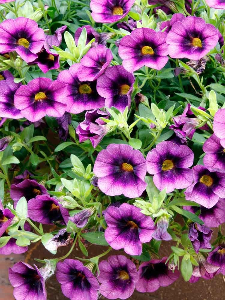 14 fleurs durables pour votre jardin