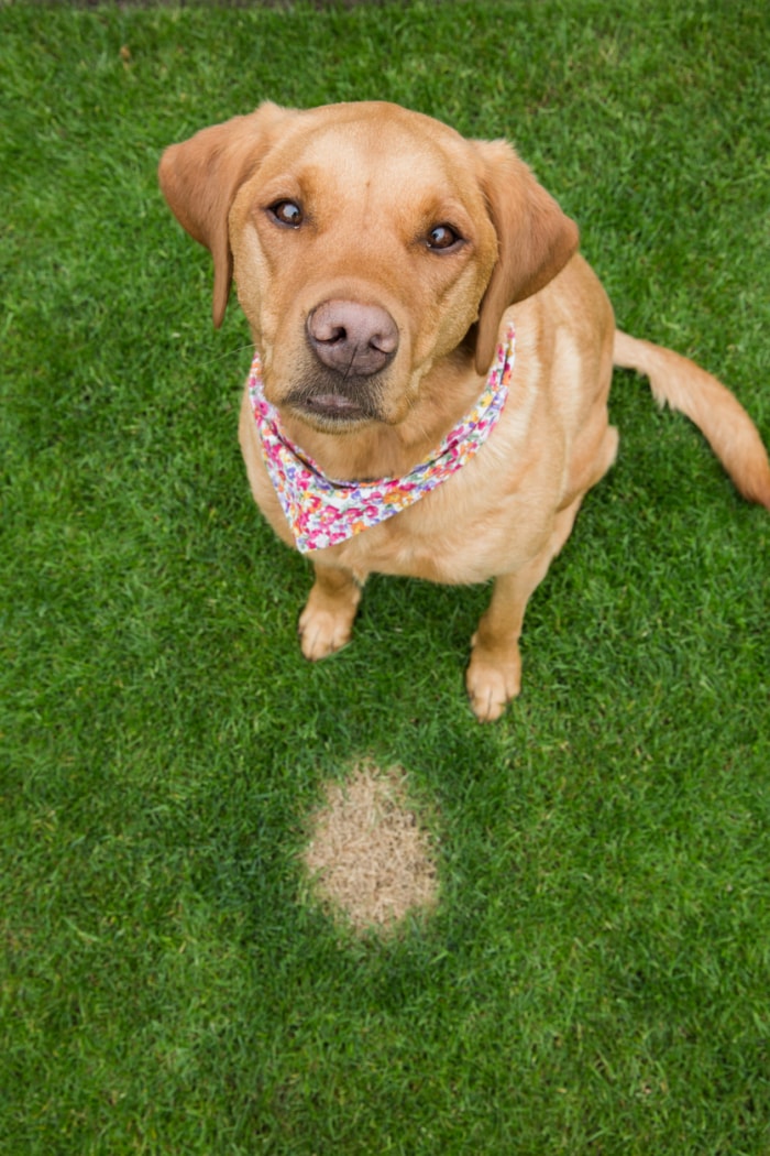 chien dans l'arrière-cour assis près d'une tache d'herbe