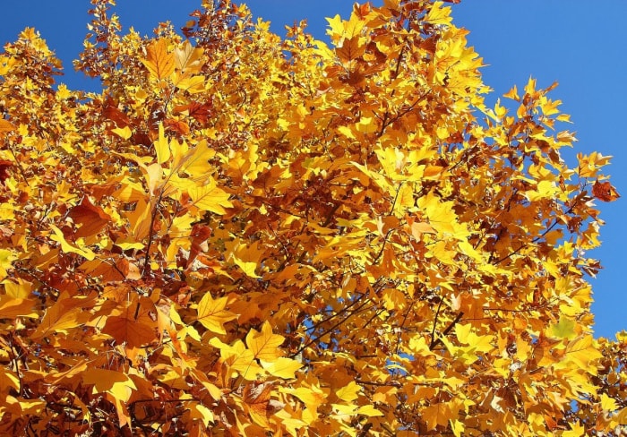 Les meilleurs arbres à planter pour le feuillage d'automne