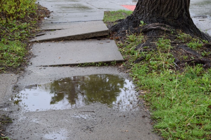 Arbre déracinant un trottoir en béton