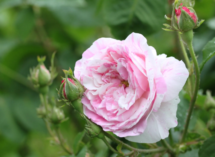 Rosier Centifolia Variegata dans un paysage domestique.