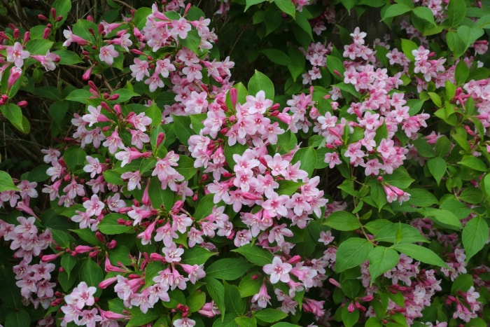 Buisson de Weigela aux fleurs rose clair et blanches. 