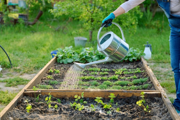 Femme utilisant un arrosoir pour arroser des plantes dans un jardin surélevé.