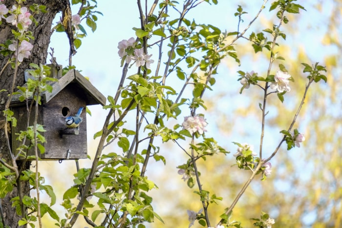 Petit oiseau bleu parmi les fleurs des arbres fruitiers.