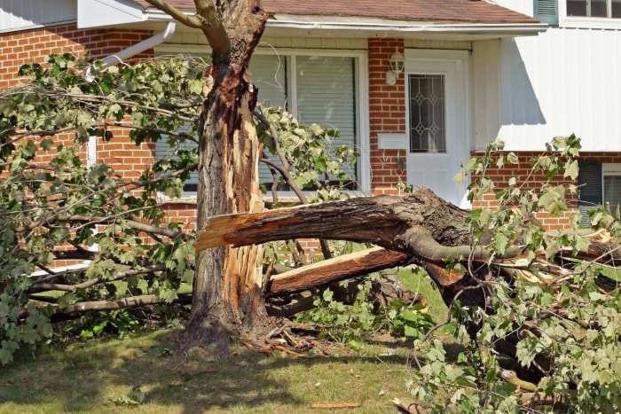 L'assurance habitation couvre-t-elle l'abattage d'arbres ?