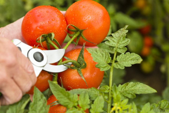 Récolte de tomates rouges mûres