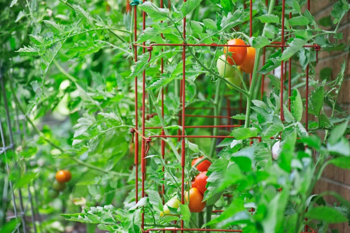 tomates déterminées vs tomates indéterminées poussant dans une cage à tomates