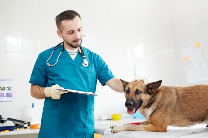 Coût de l'assurance pour animaux de compagnie