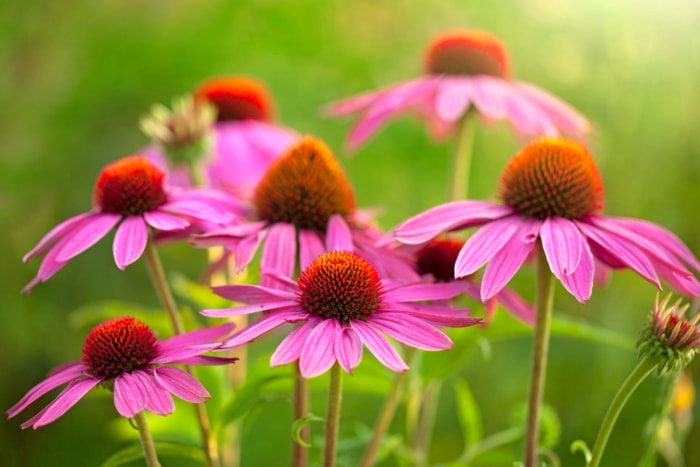 Plusieurs coneflowers roses dans un champ.