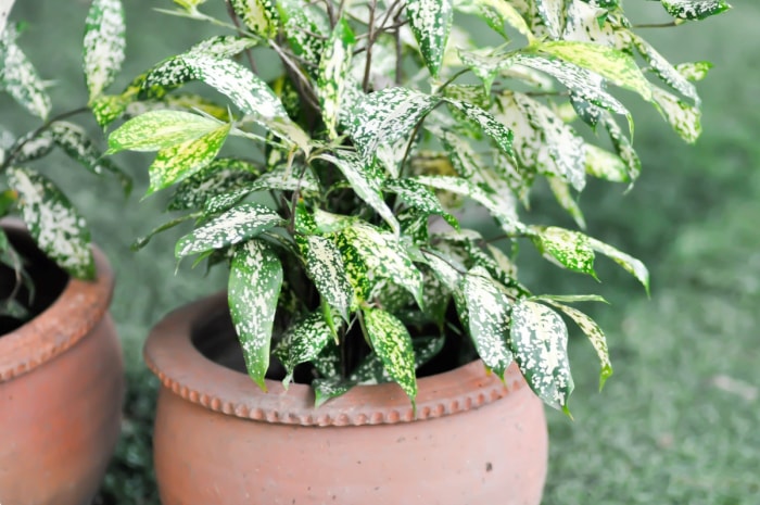 Plante en pot avec feuilles tachetées