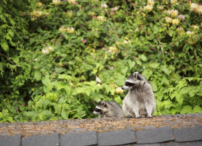 20 conseils pour éloigner toutes les bestioles de votre cour et de votre jardin