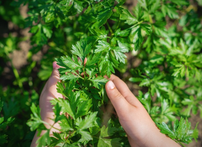 Vous récoltez probablement mal vos herbes. Voici comment le faire correctement pour un rendement maximal