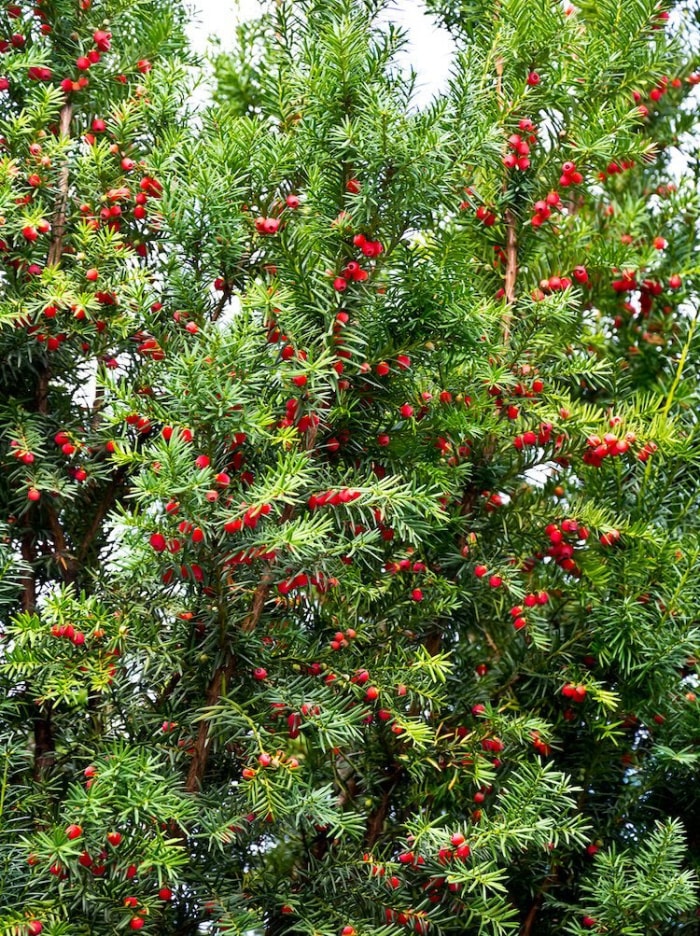 25 plantes faciles à utiliser pour un aménagement paysager à toute épreuve