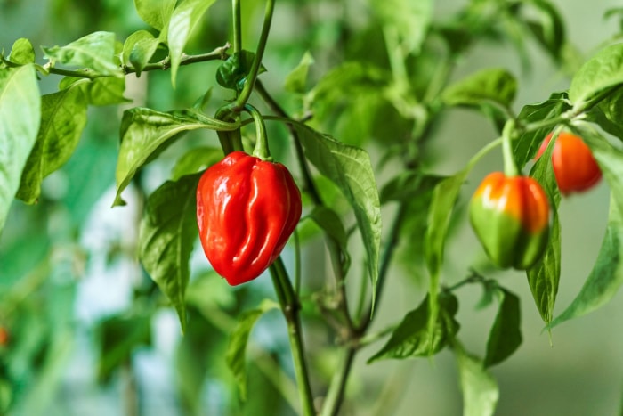 Piments poussant dans un jardin familial en juin.