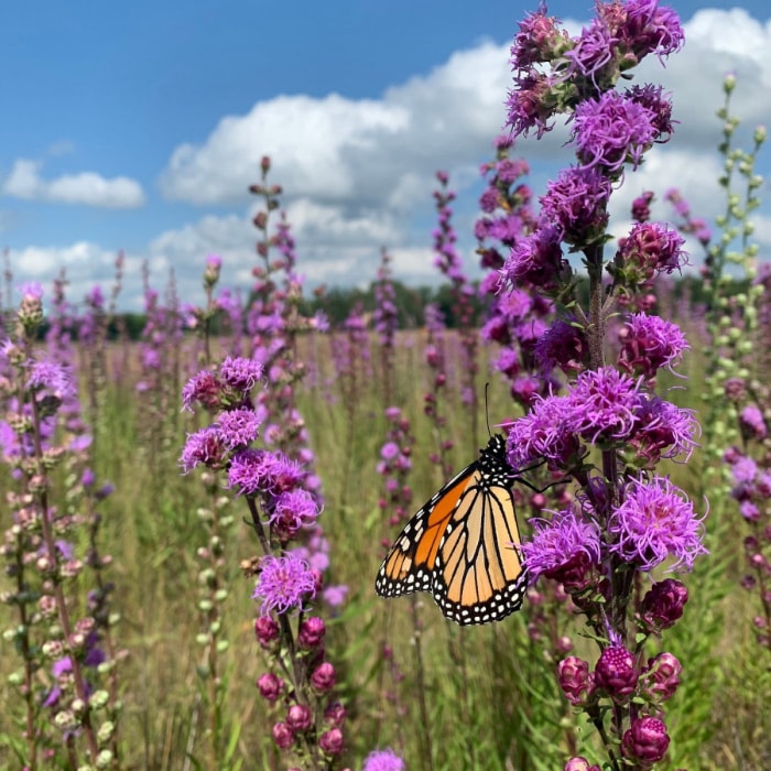 Papillon sur des fleurs violettes dans un champ.