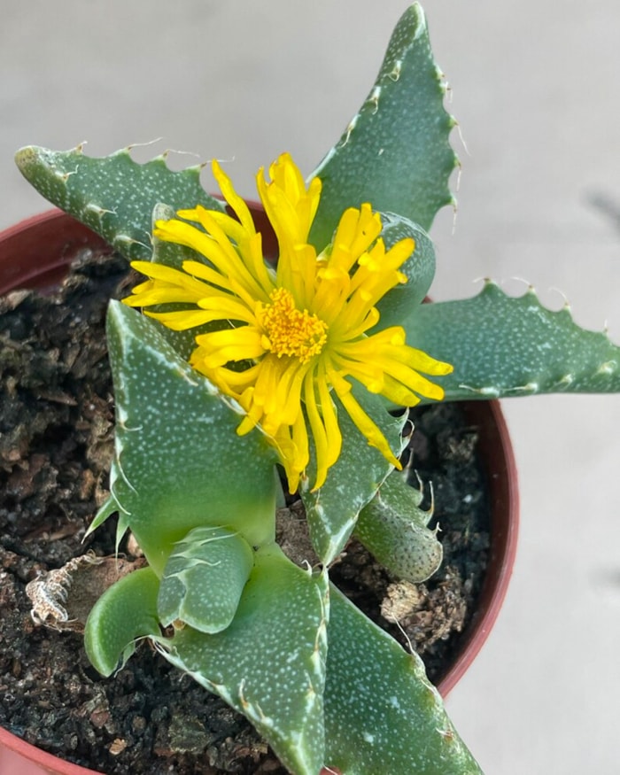 Une petite plante à mâchoires de tigre en pot pour un terrarium.