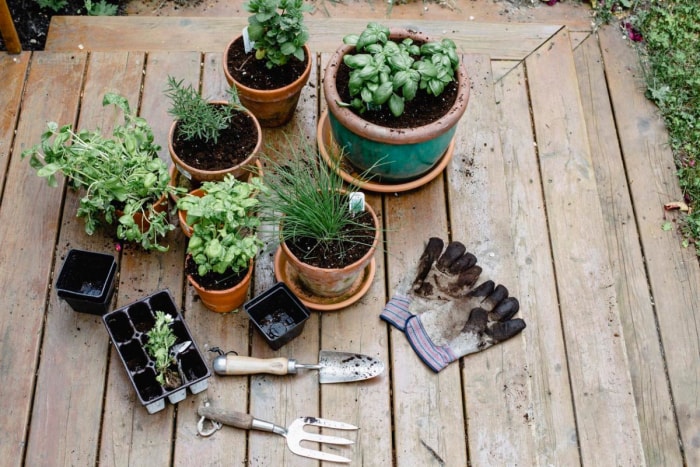 Une collection d'herbes en pots. 