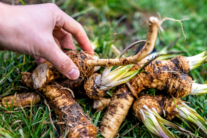 légumes vivaces