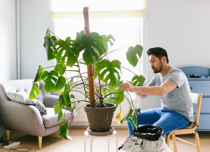 Voici les plantes d'intérieur les plus populaires en Amérique