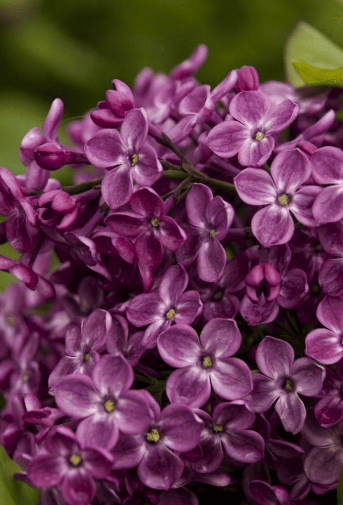 variétés de lilas