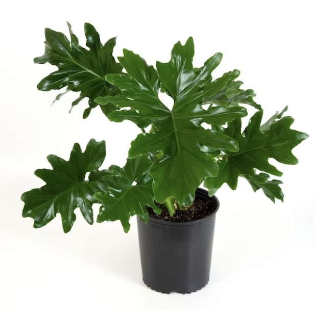 plantes d'intérieur-philodendron en pot noir sur fond blanc