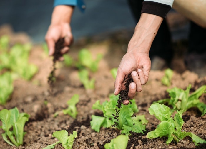 8 choses importantes que votre jardin essaie de vous dire