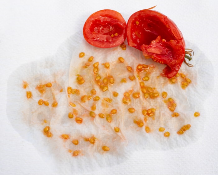 Graines de tomates récoltées sur du papier absorbant pour les sécher, conservation des graines. Récolte de graines dans un jardin potager pour la propagation.