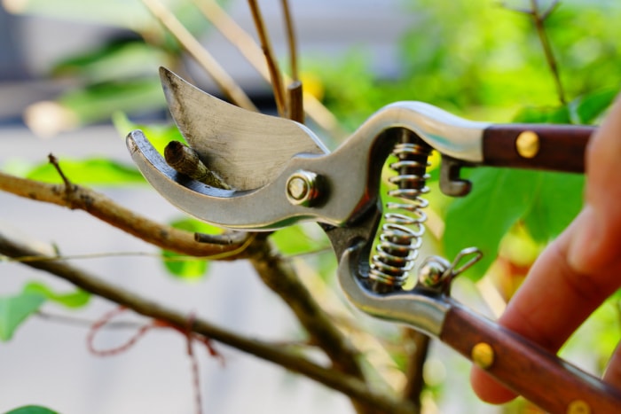 Une personne taille une plante avec un sécateur.