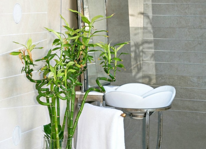 Les 26 meilleures plantes pour la décoration de la salle de bain