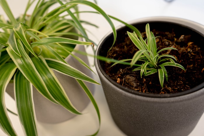 Exemple simple de propagation d'une plante d'intérieur. Vous laissez la jeune plante attachée à la plante mère jusqu'à ce que la nouvelle plante prenne racine.